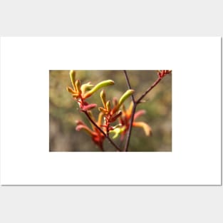 Kangaroo paw - Adelaide Hills - Fleurieu Peninsula - by South Australian artist Avril Thomas Posters and Art